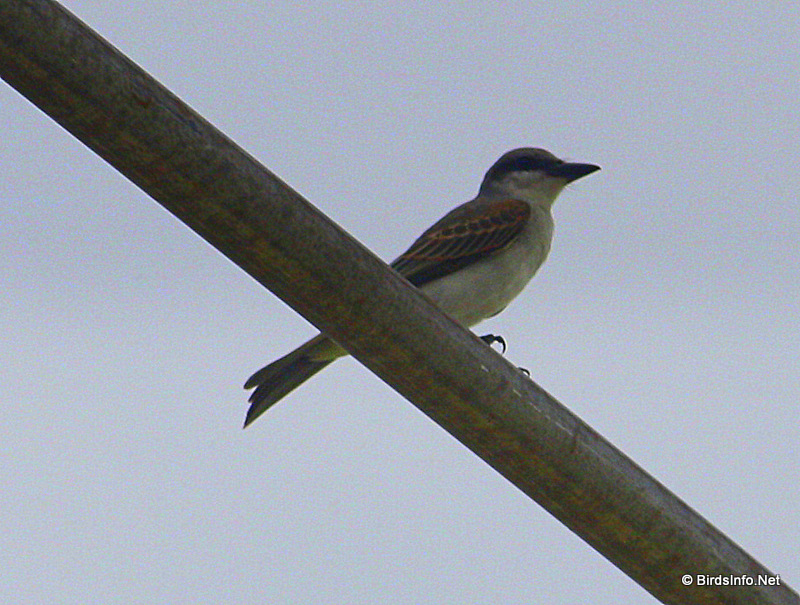 Gray Kingbird